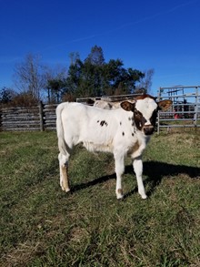 Cowboy H22