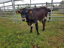 Forward Bull 22