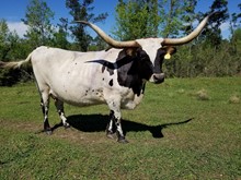 ZEUS COWBOY MKMC