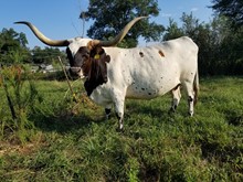 ZEUS COWBOY MKMC