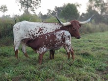 YR YUMA DREAM 