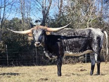 HONEY DIVIDENDS MKMC 