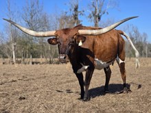 DAUNTLESS 4 YOUR EYES ONLY