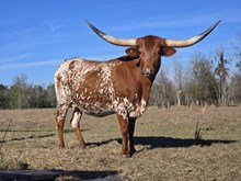 EMMA BOO BLACK SKULL 