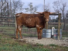 DAUNTLESS 4 SILENT EYES